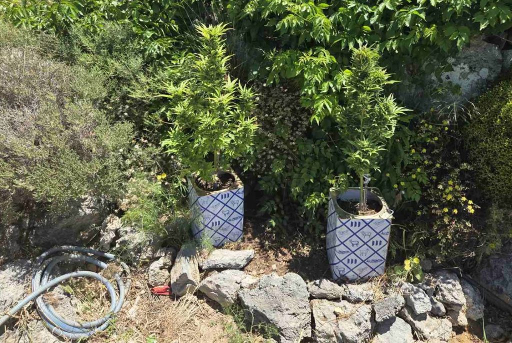 Ρέθυμνο: Δύο συλλήψεις για καλλιέργεια και κατοχή ναρκωτικών