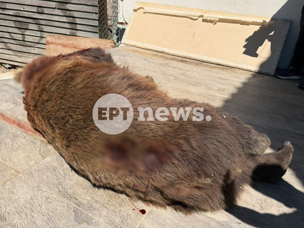Συναγερμός στη Δυτ. Μακεδονία: Δύο νεκρές αρκούδες μέσα σε 24 ώρες στη Φλώρινα μετά το νεκρό αρκουδάκι στο Βόιο Κοζάνης