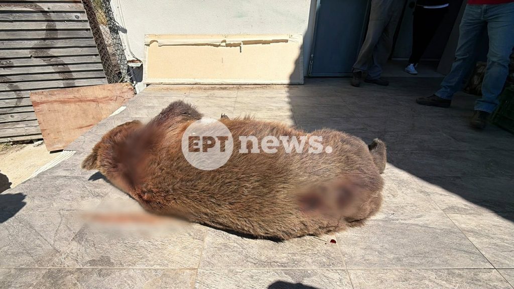 Συναγερμός στη Δυτ. Μακεδονία: Δύο νεκρές αρκούδες μέσα σε 24 ώρες στη Φλώρινα μετά το νεκρό αρκουδάκι στο Βόιο Κοζάνης