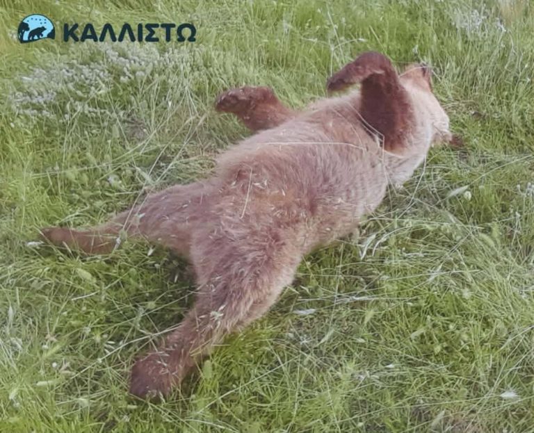 Κοζάνη: Νεκρό αρκουδάκι από πυροβολισμούς στο Πυλωρί Βοίου