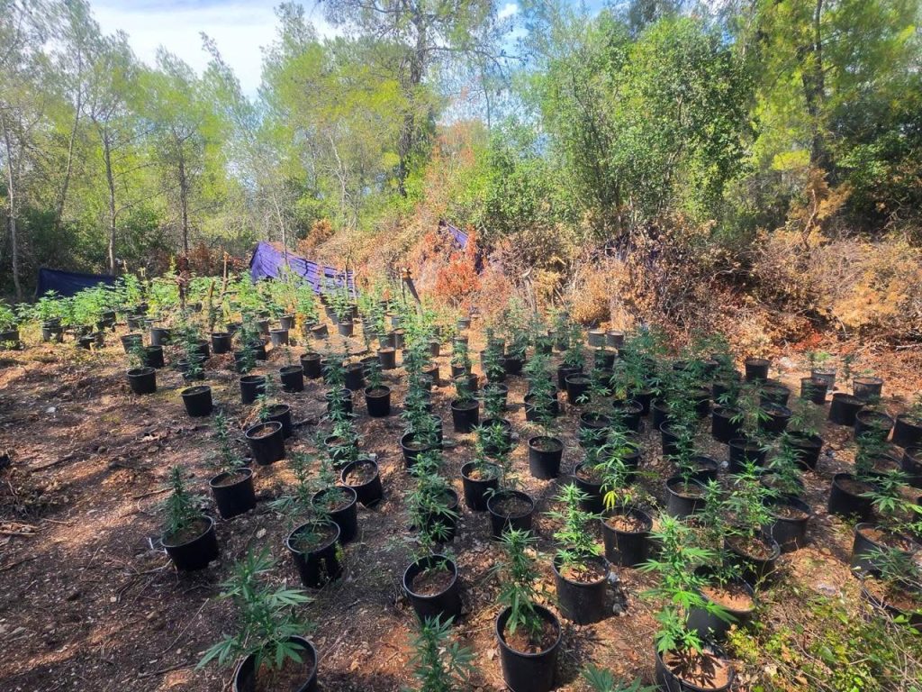 Εντοπίστηκε φυτεία κάνναβης μισού εκατομμυρίου ευρώ – Η δίωξη Πατρών «ξερίζωσε» 336 δενδρύλλια στο Σοφικό Κορινθίας