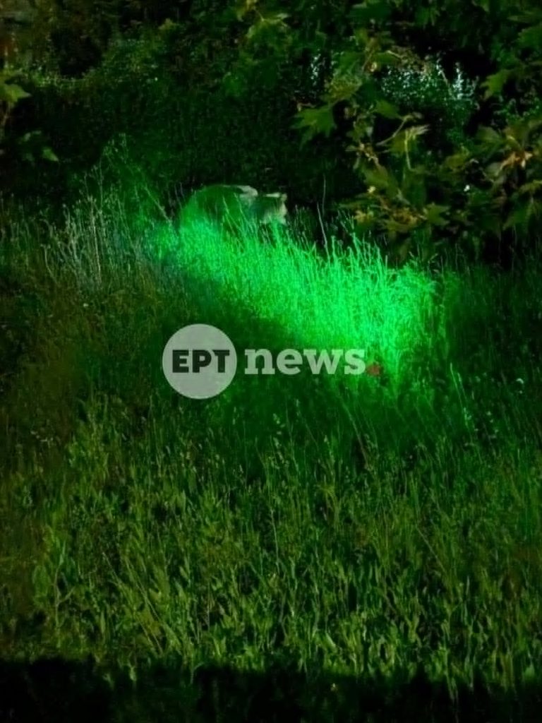 Επικήρυξη 3.000 ευρώ για τις τρεις θανατώσεις αρκούδων στη Δυτ. Μακεδονία – Συνεχίζεται η εμφάνιση άγριων ζώων εντός αστικού ιστού