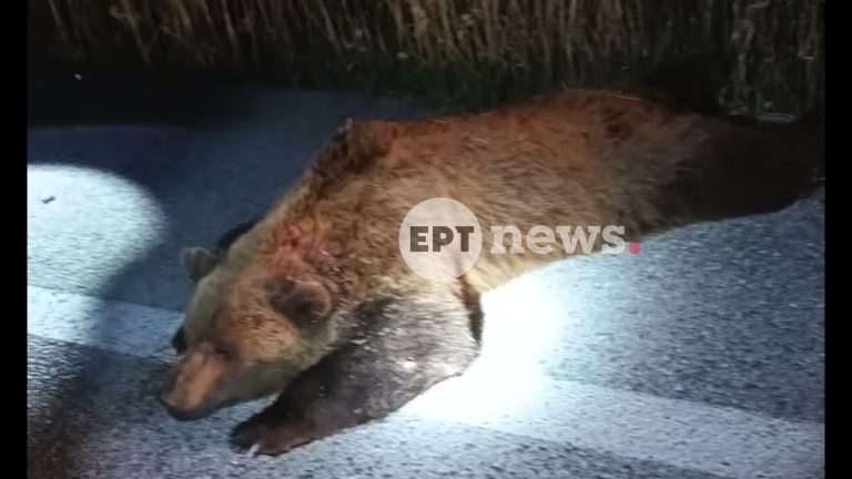 Και δεύτερη νεκρή αρκούδα στη Δυτική Μακεδονία