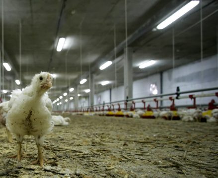 <strong>Νέα Τεχνική Έκθεση της EFSA για την Επιτήρηση Φυτικών Παρασίτων</strong>