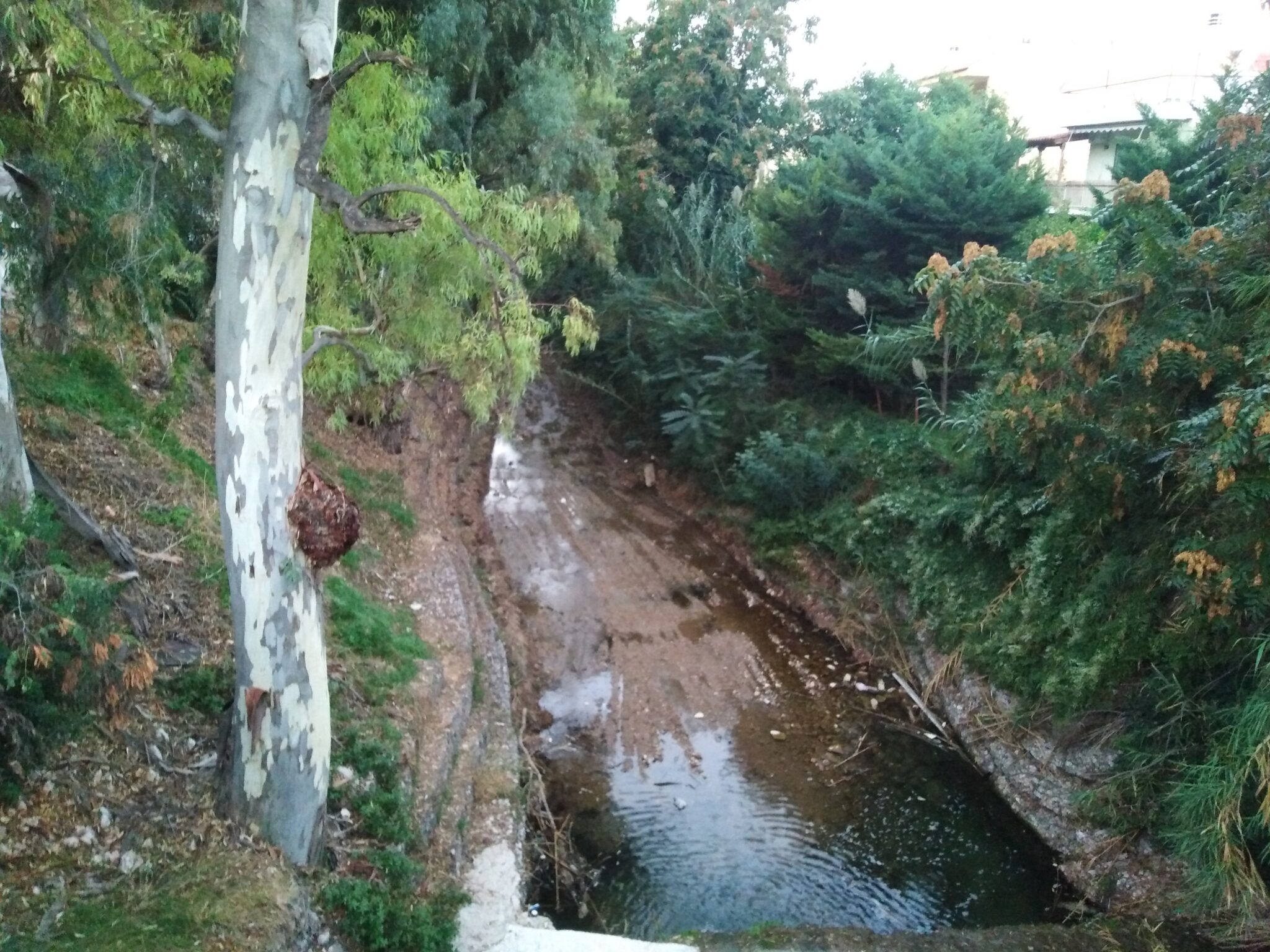 img-20241011-072811-2048x1536-1 Εκδηλώσεις στη Ρεματιά Χαλανδρίου στα πλαίσια της Παγκόσμιας Ημέρας Περιβάλλοντος