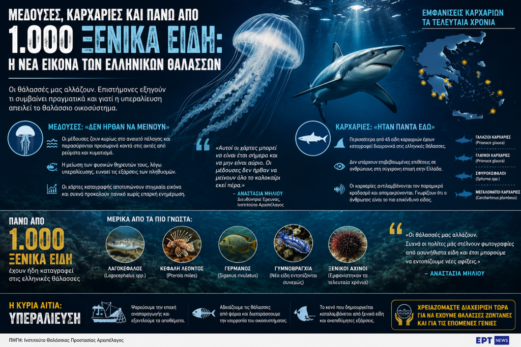 Μέδουσες, καρχαρίες και πάνω από 1.000 ξενικά είδη: Η νέα εικόνα των ελληνικών θαλασσών