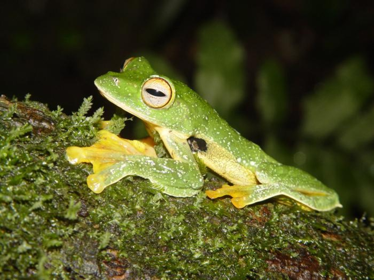 low-res-tropical-asian-treefrog-china-1