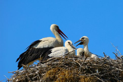 Αλεξανδρούπολη: Στις 23 <em>Μαΐου</em> εκδικάζεται η υπόθεση για το «κλείδωμα» νηπίων σε αποθηκάκι παιδικού σταθμού