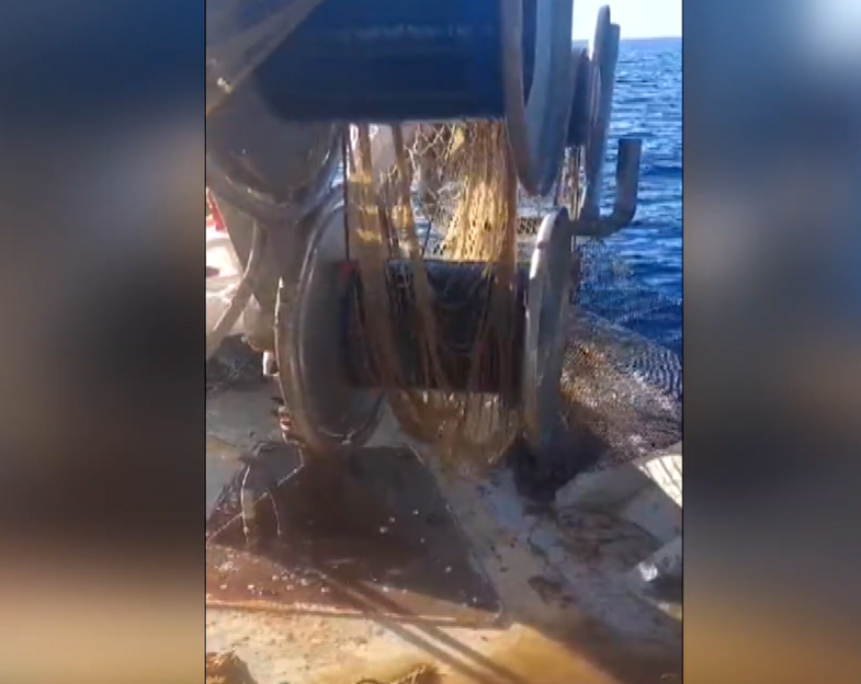 Χαλκιδική: Γεμίζουν με φυτοπλαγκτόν τα δίχτυα των ψαράδων