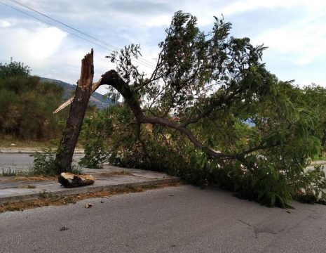 Ένθετο Γεωργία: <strong>Οι «φύλακες» των ντόπιων σπόρων </strong>