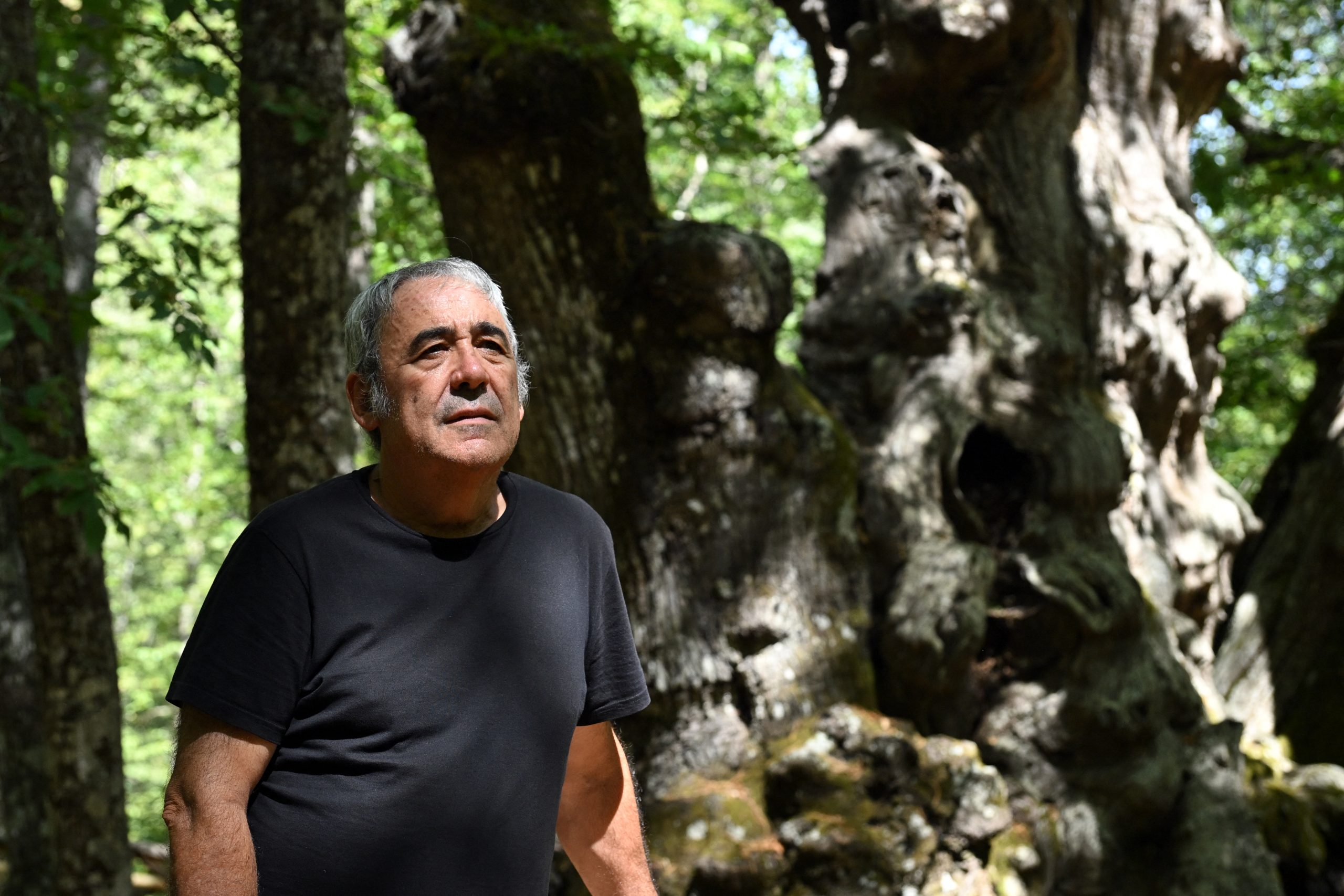 Υπεράνθρωπες προσπάθειες κατοίκων ισπανικού χωριού για να σώσουν υπεραιωνόβια καστανιά από τις πυρκαγιές