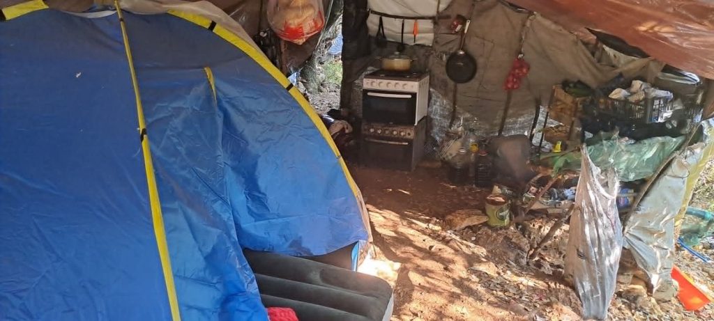 Φυτείες-μαμούθ στην Πελοπόννησο: Πάνω από 3.000 δενδρύλλια και προσδοκώμενα κέρδη εκατομμυρίων