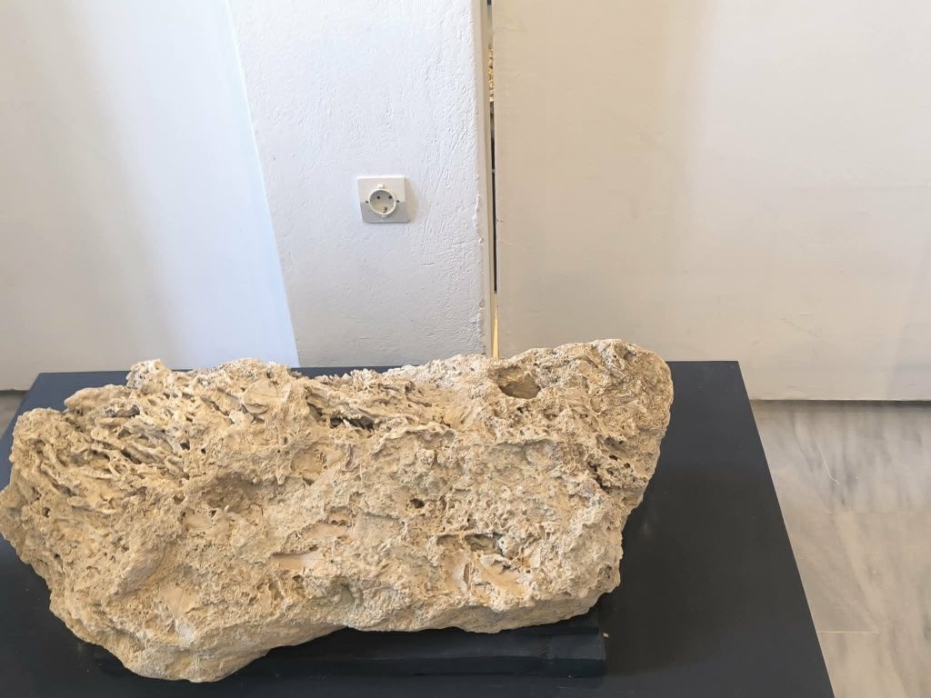 Έκθεση με απολιθώματα της Βόρειας Εύβοιας στο Μουσείο Φυσικής Ιστορίας Απολιθωμένου Δάσους Λέσβου