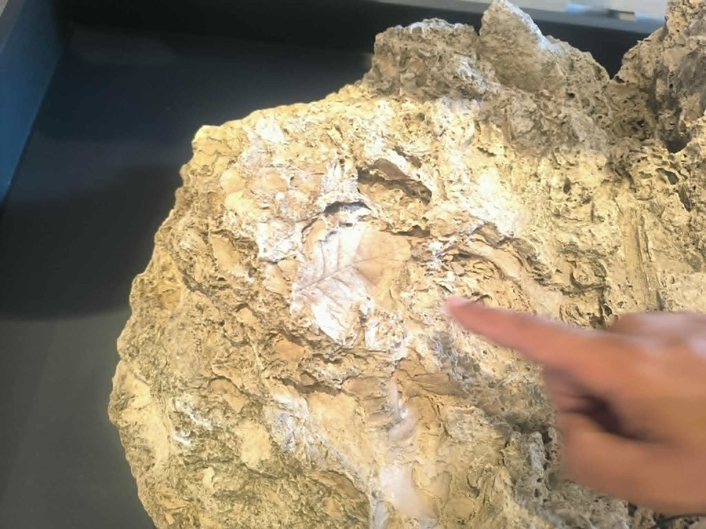 Έκθεση με απολιθώματα της Βόρειας Εύβοιας στο Μουσείο Φυσικής Ιστορίας Απολιθωμένου Δάσους Λέσβου