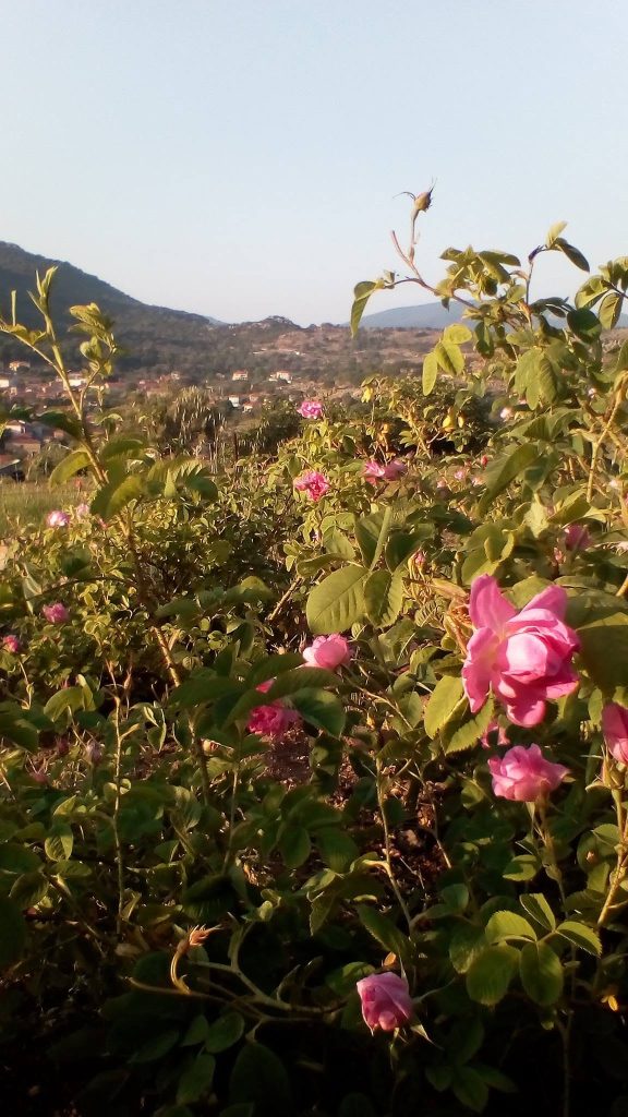 Γευσιγνωσία με προϊόντα από ροδοπέταλα στο Μουσείο Φυσικής Ιστορίας στο Σίγρι της Λέσβου