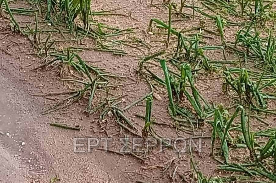 Σέρρες: Καταστροφές από έντονο χαλάζι στο Αχλαδοχώρι – Στις λάσπες ο επαρχιακός δρόμος Σιδηροκάστρου-Καρυδοχωρίου