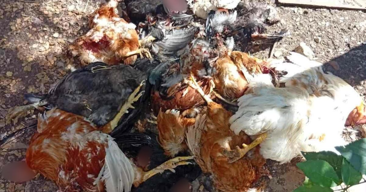 Κοζάνη: Νέα εμφάνιση αρκούδας στη Λευκοπηγή – Καταγγελία για επίθεση σε οικόσιτα ζώα