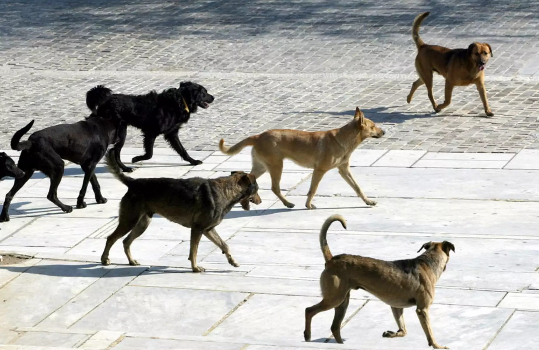 Επίθεση αδέσποτου σε 6χρονο στον Βόλο: Τι απαντά ο αντιδήμαρχος Σπύρος Γάτος