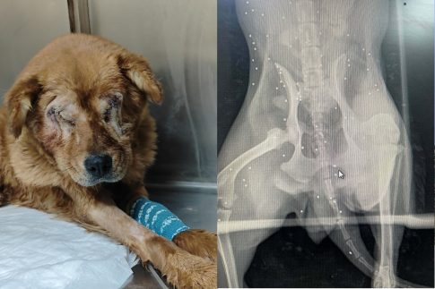 Σύλλογος Περγαμηνών δημιουργείται στη Λέσβο – Καλούνται οι απόγονοι να συμμετέχουν