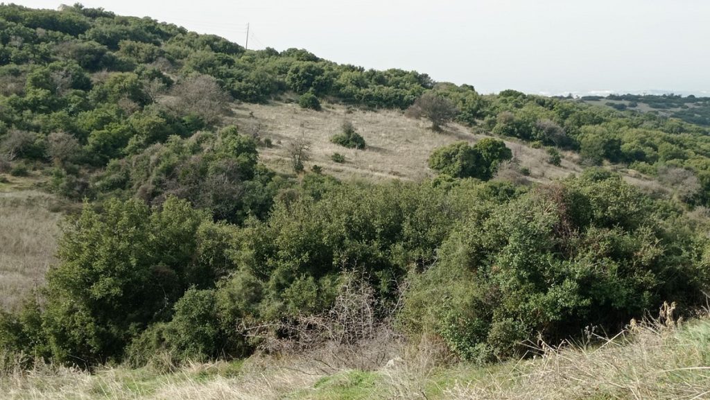 Θεσσαλονίκη: Τους πολίτες καλεί να σχεδιάσουν το περιαστικό δάσος στα Πεύκα ο δήμος Νεάπολης – Συκεών