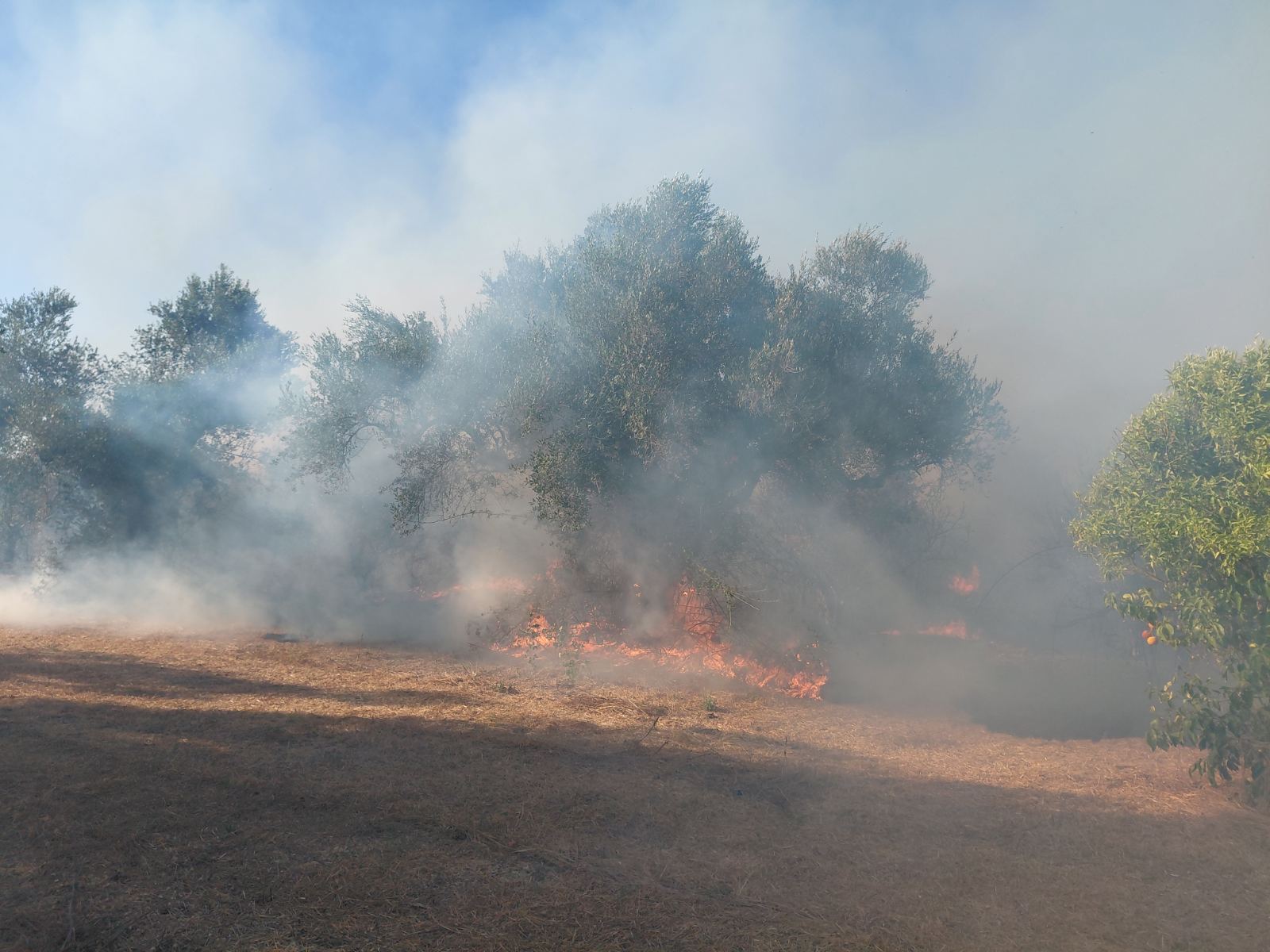 Αργολίδα: Δηλώσεις και καταγραφές ζημιών μετά τη φωτιά στα Φίχτια