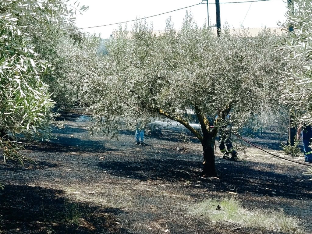 Βόλος: Άμεση επέμβαση της Πυροσβεστικής σε φωτιά πριν εξαπλωθεί