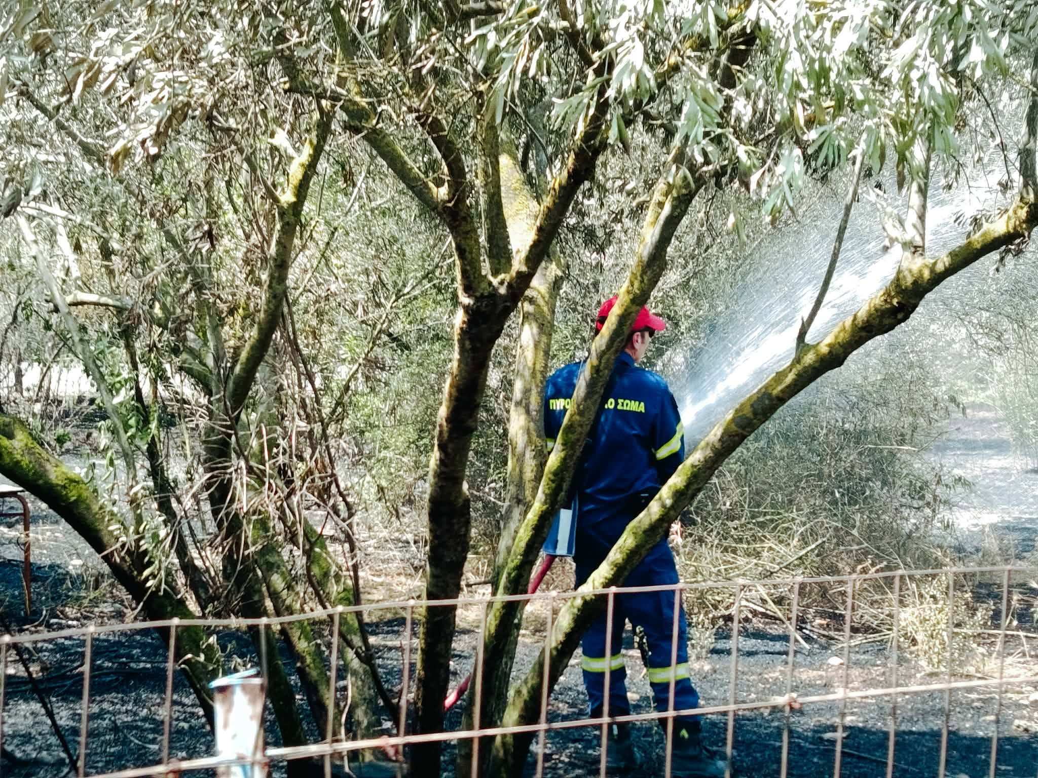 Βόλος: Άμεση επέμβαση της Πυροσβεστικής σε φωτιά πριν εξαπλωθεί