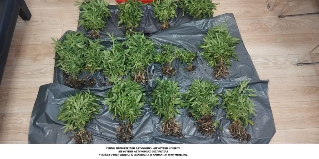 Φυτεία με 821 δενδρύλλια κάνναβης εντοπίστηκε στη Δωδώνη