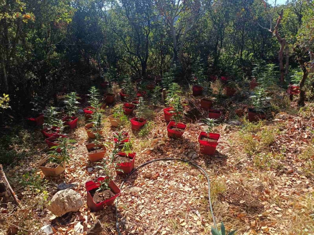 Φυτείες-μαμούθ στην Πελοπόννησο: Πάνω από 3.000 δενδρύλλια και προσδοκώμενα κέρδη εκατομμυρίων