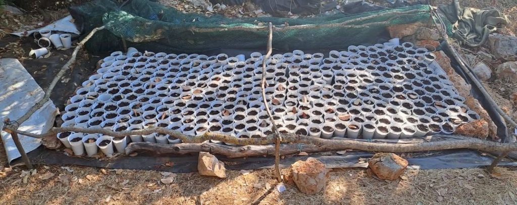 Φυτείες-μαμούθ στην Πελοπόννησο: Πάνω από 3.000 δενδρύλλια και προσδοκώμενα κέρδη εκατομμυρίων