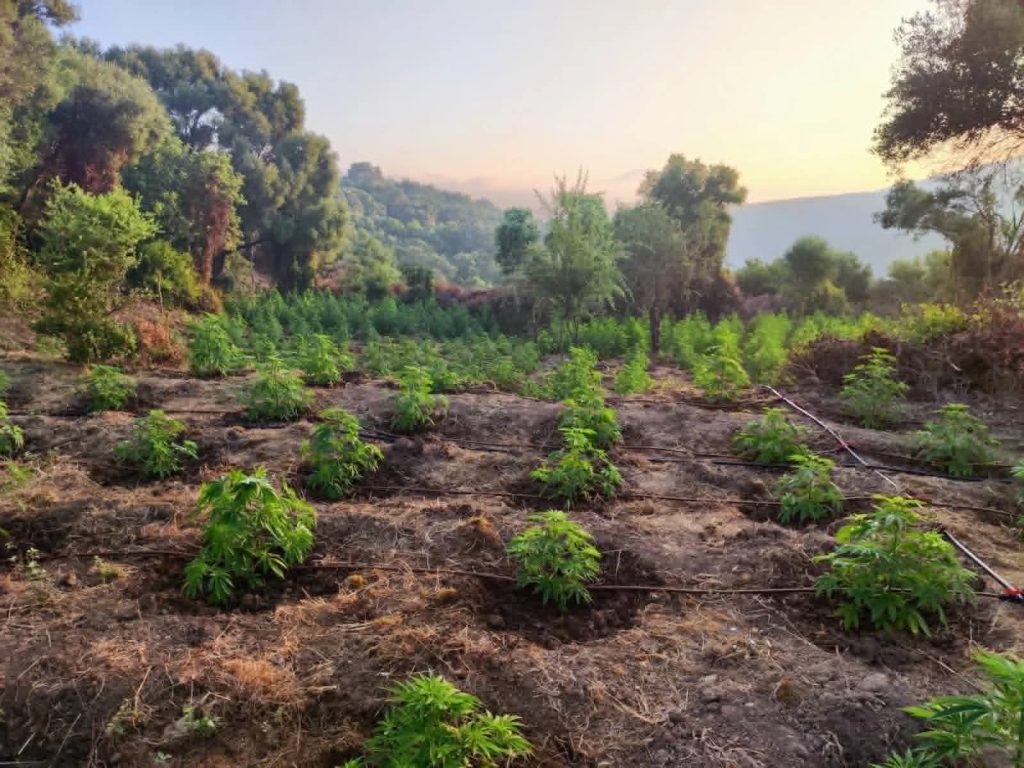 Φυτείες-μαμούθ στην Πελοπόννησο: Πάνω από 3.000 δενδρύλλια και προσδοκώμενα κέρδη εκατομμυρίων