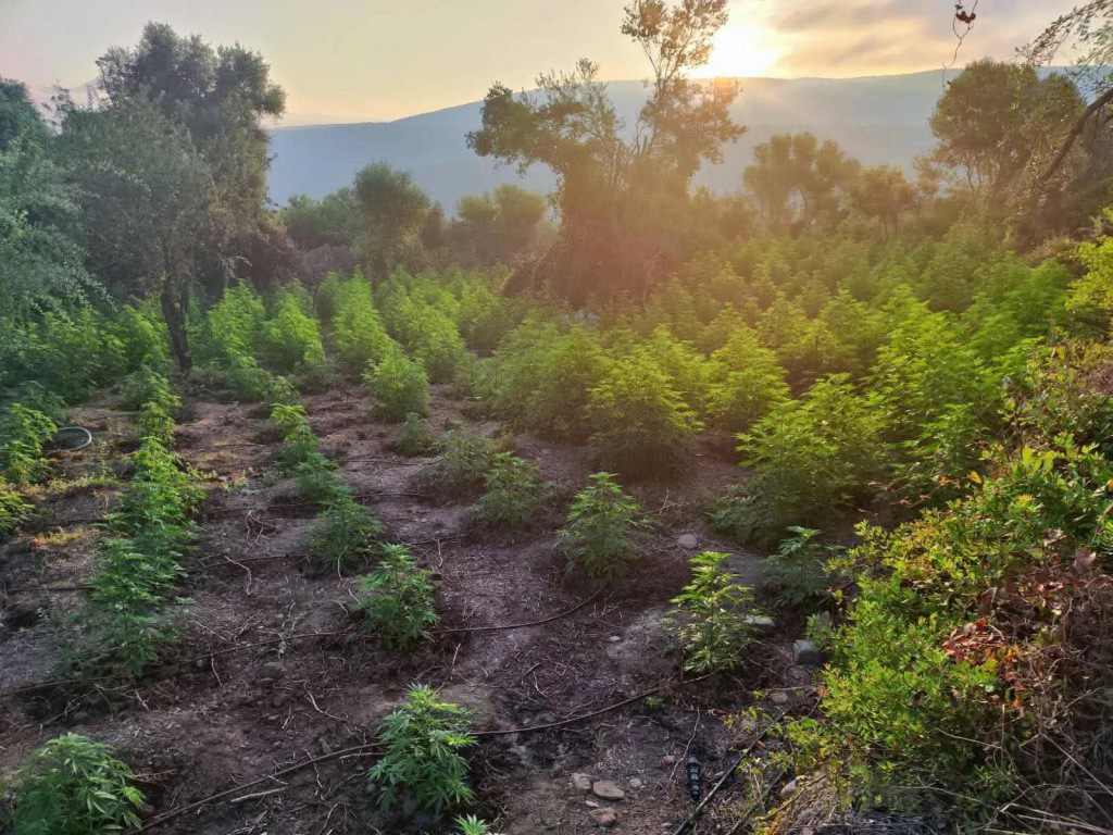 Μεσσηνία: Εντοπίστηκε μεγάλη φυτεία κάνναβης με 1.532 δενδρύλλια – Είχαν εγκαταστήσει 6 χλμ. δίκτυο ποτίσματος