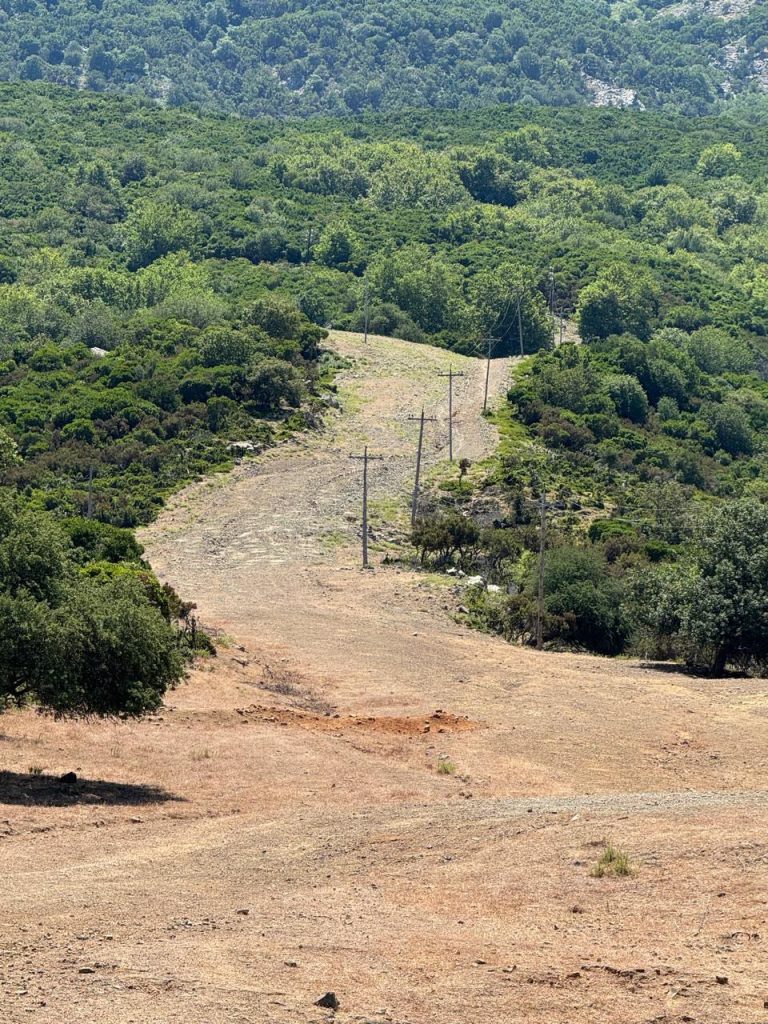 Έβρος: Σε εξέλιξη τα έργα πρόληψης και αποκατάστασης των δασών μετά τη μεγάλη πυρκαγιά του 2023