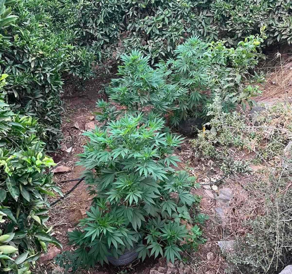 Ρέθυμνο: Σύλληψη 64χρονου για καλλιέργεια κάνναβης – Εντοπίστηκαν τέσσερις φυτείες
