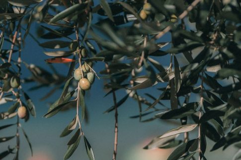 Σε κατάσταση αυξημένης επιφυλακής η Σάμος λόγω υψηλού κινδύνου πυρκαγιάς
