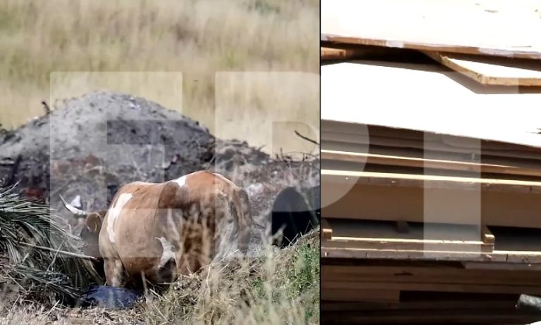 Χαλκιδική: Ζώα βόσκουν ανάμεσα στα σκουπίδια σε ανεξέλεγκτη χωματερή