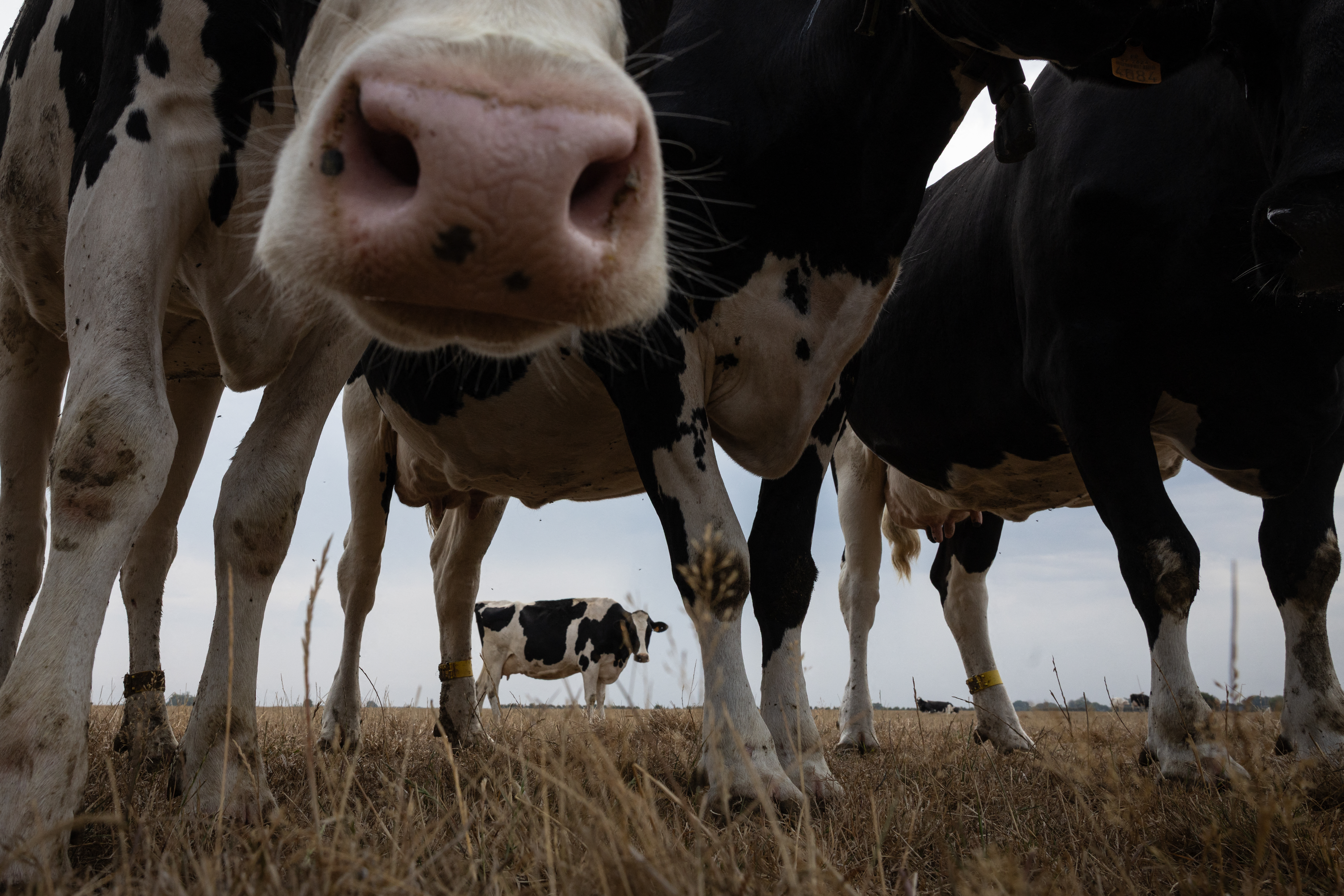 Γαλλία: Η ξηρασία στεγνώνει τα λιβάδια και απειλεί την κτηνοτροφία