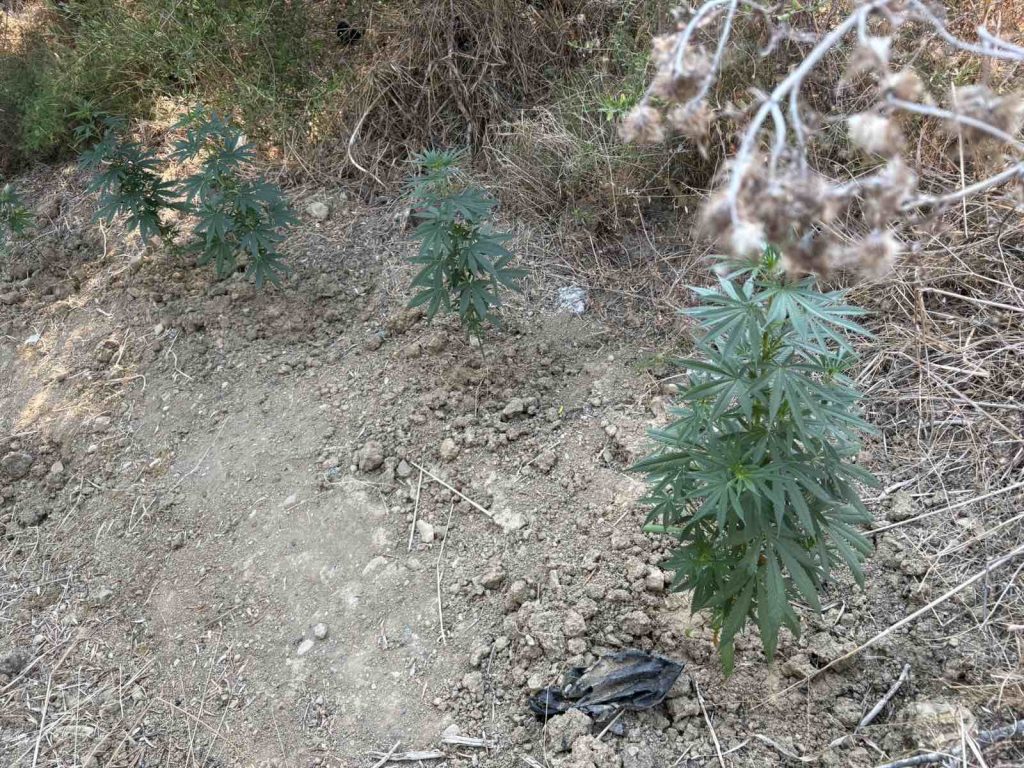 Μεσσηνία: Συνελήφθη 46χρονος στον Ευαγγελισμό για καλλιέργεια και κατοχή κάνναβης