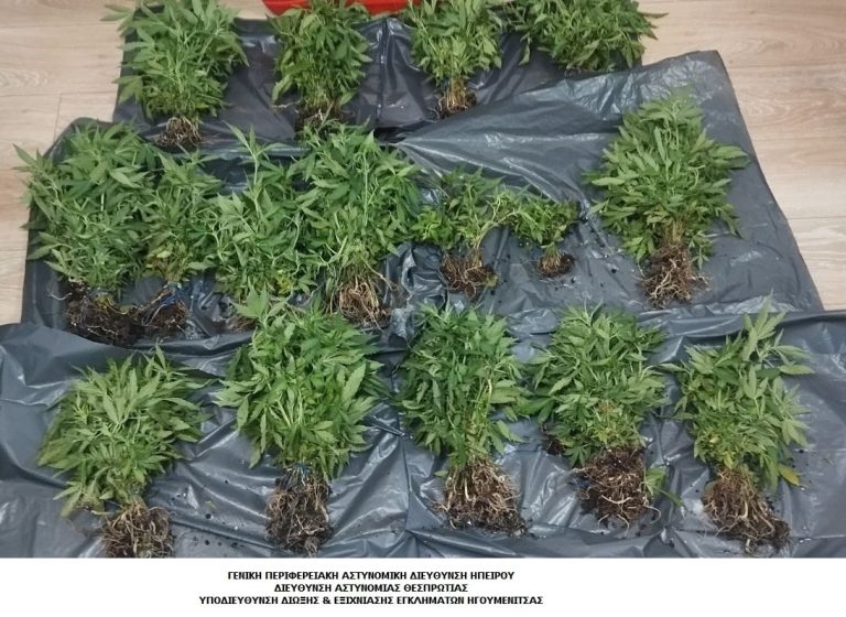 Ιωάννινα: Ταυτοποιήθηκε άνδρας για την υπόθεση φυτείας με 821 δενδρύλλια κάνναβης