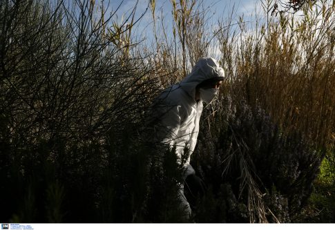 Βέροια: Πυρκαγιά σε δασική έκταση κοντά στην Καστανιά
