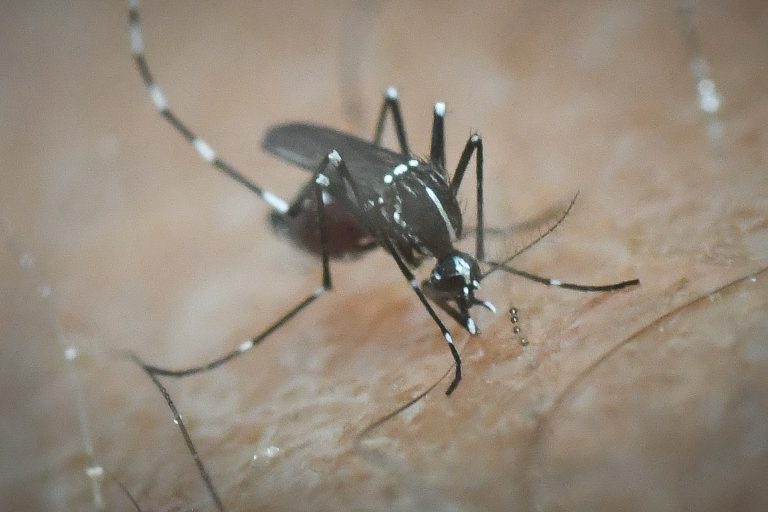 Ιός του Δυτικού Νείλου: Ρεκόρ επταετίας σε κρούσματα και θανάτους – Στο «κόκκινο» οκτώ περιοχές στην Αττική
