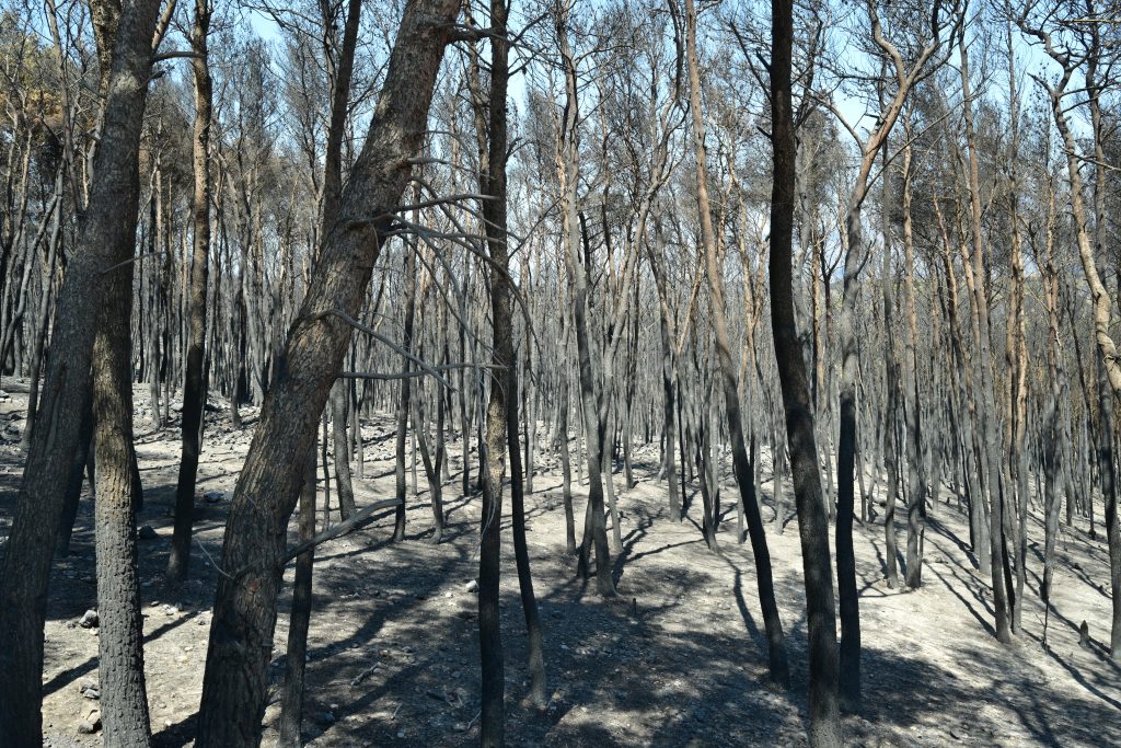 Δυτική Αττική: Η επόμενη ημέρα της καταστροφής ανάμεσα στη στάχτη και τα αποκαΐδια – Το αποτύπωμα της φωτιάς