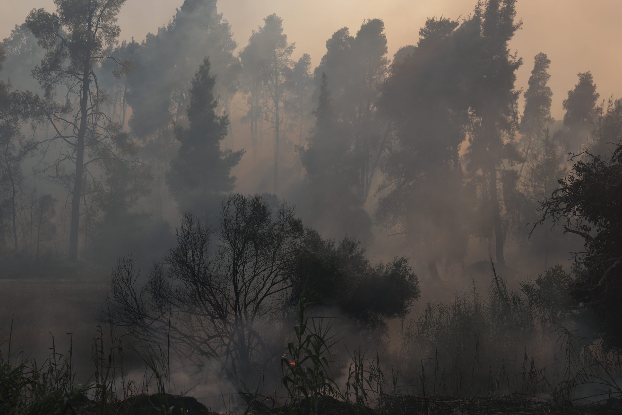 Πλήγμα στην «καρδιά» της πράσινης Κασσάνδρας η πυρκαγιά σε Σίβηρη και Φούρκα