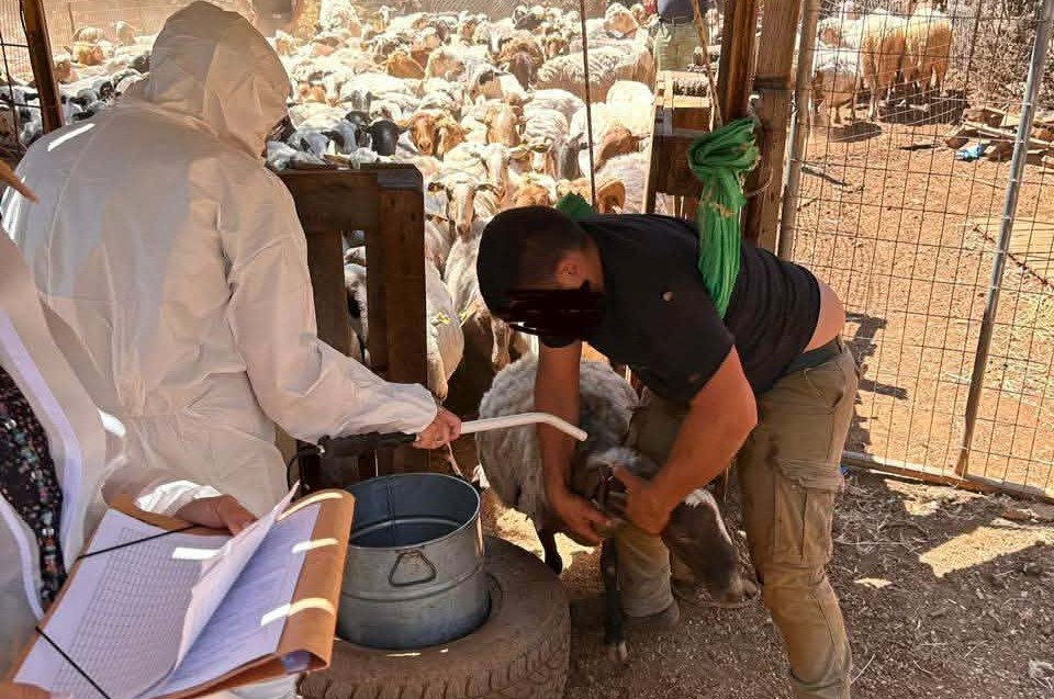 Πρώτος μαζικός έλεγχος επιδοτήσεων από ΑΑΔΕ στην Κρήτη – Εντοπίστηκαν σοβαρές παραβάσεις