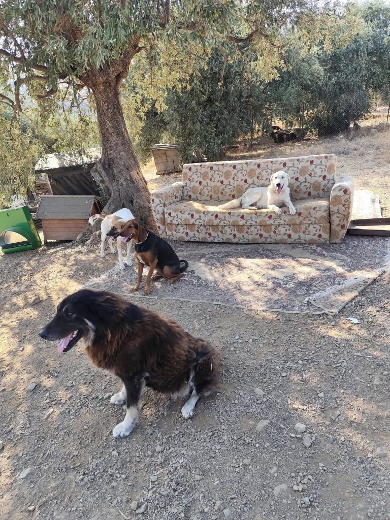 Μελισσάτικα: Μεταφέρθηκαν τα πρώτα σκυλιά στο δημοτικό καταφύγιο του Δήμου Βόλου