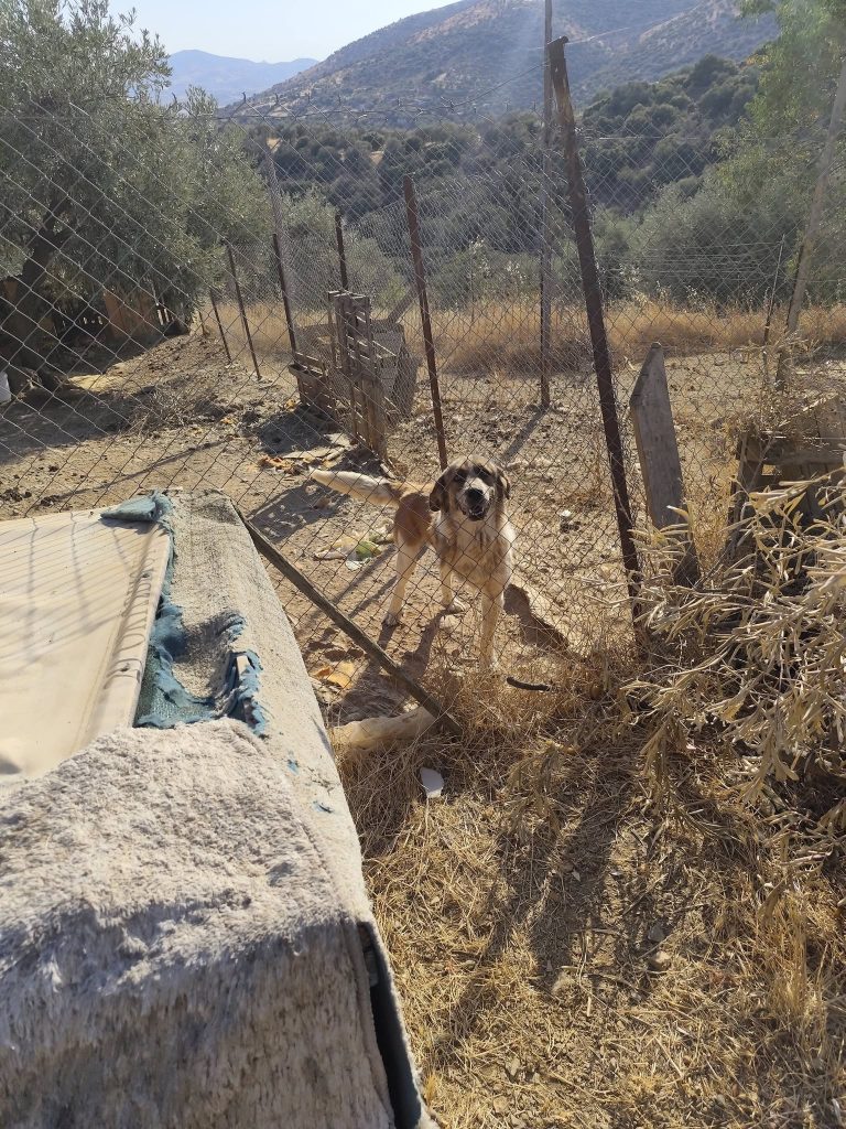 Μελισσάτικα: Μεταφέρθηκαν τα πρώτα σκυλιά στο δημοτικό καταφύγιο του Δήμου Βόλου