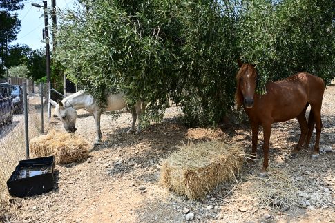 Η Εκκλησία Κρήτης θα αναλάβει πρωτοβουλίες για τη στήριξη των πυρόπληκτων στο Ρέθυμνο