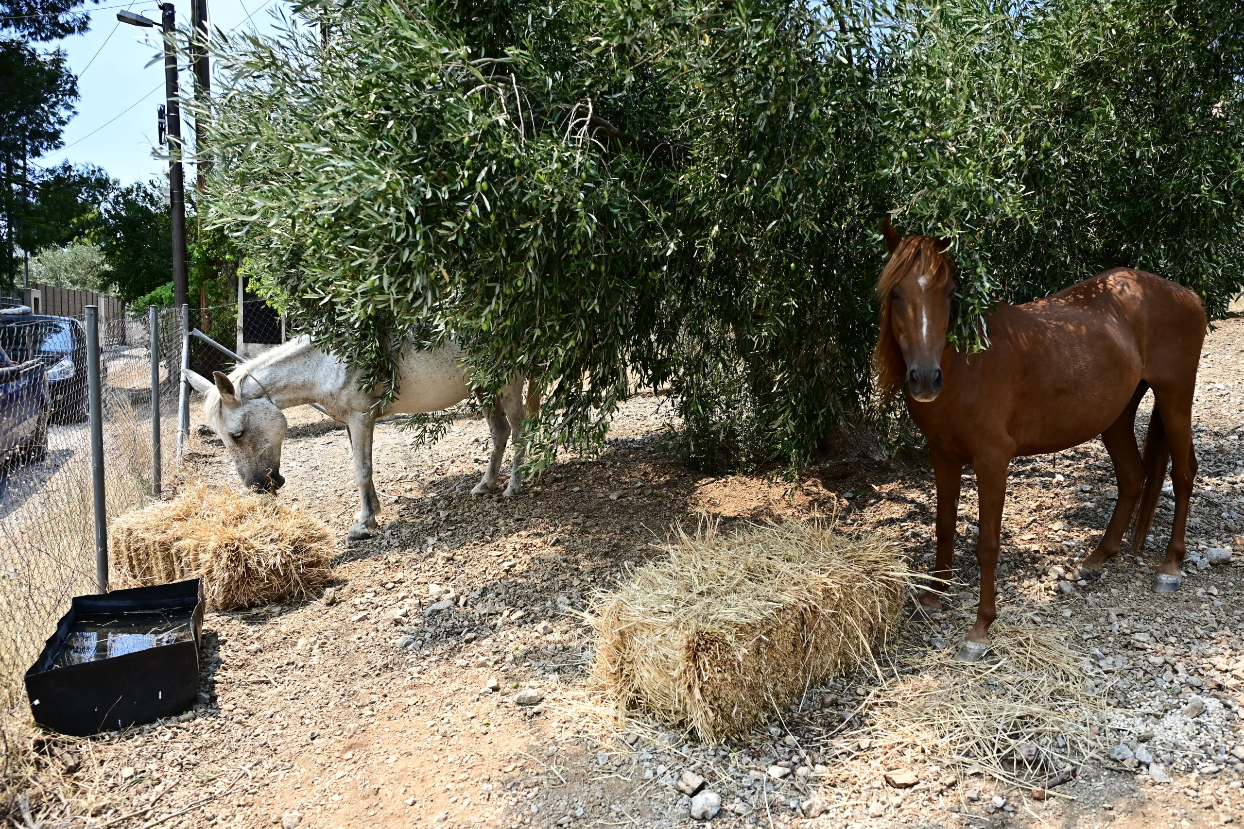 CorfuNews image
