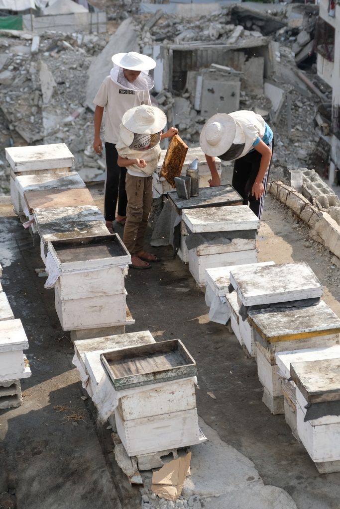 Η ζωή στις ταράτσες της Γάζας: Μελισσοκόμος κάνει μια νέα αρχή μέσα στα ερείπια του πολέμου