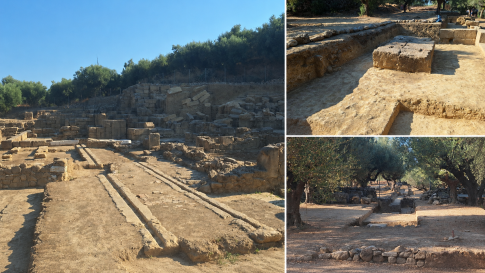 Μεσσηνία: Με καλή ποιότητα και αυξημένες ποσότητες ξεκίνησε η φετινή συγκομιδή σύκων στη ΣΥΚΙΚΗ